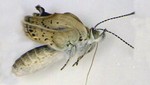 Encuentran malformaciones severas en las mariposas de Fukushima