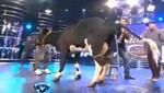 [VIDEO] Marcelo Tinelli ordeña a vaca que se orina en el estudio