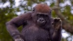 [FOTOS] El gorila bailarín que sorprende al mundo