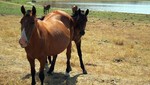 Acupuntura en caballo