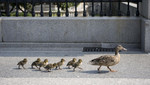 En Canada una familia de patos es noticia al cruzar una peligrosa carretera  [VIDEOS]