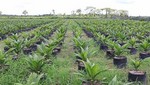 Producción Agropecuaria creció 3,9% en enero-julio del presente año