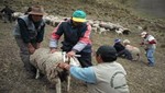 [Huancavelica] Dirección Regional Agraria organiza Primer Curso Regional de Inseminación Artificial en Ovinos