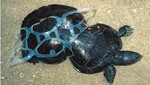 Tortuga marina se deforma con unos  anillos de plástico  que arrojaron al mar