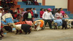 [Huancavelica] Gran concurso de moda ovina en Acobamba
