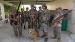 [Puerto Rico] Disparan a la gargola en caceria reciente en Lajas: Ataca y mata animales de corral en fincas de la isla