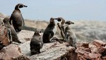 Reserva Nacional de Paracas: Primer área protegida marino costera del Perú cumplió su 37 aniversario