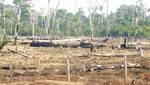 [Bolivia] Carta libre a la deforestación y al incumplimiento de la FES