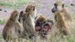 Los babuinos viven más gracias a su sociabilidad