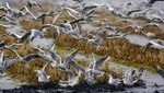 Mincetur auspicia récord mundial de avistamiento de aves