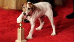 Conoce a Uggie, el perro que se robó las miradas en los Globos de Oro