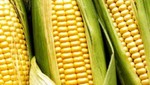 Derivados de maíz argentino ingresarán a China