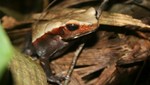 Identifican 365 especies nuevas para el Parque Nacional BahuajaSonene