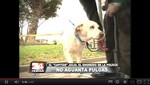 Conozca a Julio, un perro policía que tendrá muy pronto el grado de Capitán [VIDEO]