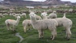 [Huancavelica] Productores celebran 'Día Regional de la Alpaca'