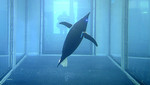 ¿La Marina de EE.UU. le pondría fin al uso de delfines militares que detectaban minas marinas?