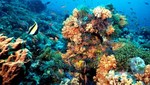 Un tercio de las especies marinas aún son desconocidas para la ciencia