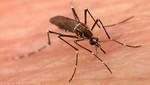 Registran 3,010 casos de dengue en la región Ucayali