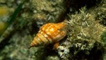 Las conchas de los caracoles se disuelven en el Océano Austral