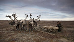 Crisis navideña para el icónico rebaño de renos de Canadá