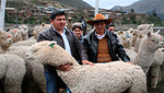 [Huancavelica] 113 propuestas productivas ganadores del Procompite 2012 recibirán cofinanciamiento
