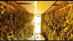 Hallan la fábrica de marihuana más equipada del mundo [VIDEO]