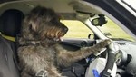 Tres perros aprendieron a conducir un automóvil [VIDEO]