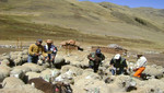 [Huancavelica] 823 mil cabezas de ganado reciben atención sanitaria