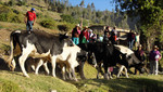 [Huancavelica] Continúa campaña de vacunación contra el carbunco del ganado vacuno