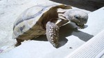 Una mujer chilena pagará  50 mil dólares de recompensa a quien encuentre su tortuga