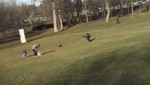 Canadá: águila atrapa a bebé y lo suelta en parque [VIDEO]