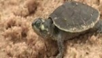 Los planes para salvar a las tortugas en Bolivia [VIDEO]