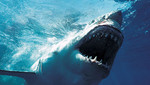 El cambio climático podría causar mayor número de ataques de tiburones en Australia