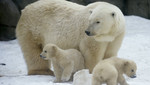 5.000 cachorros de oso polar nacieron en estos últimos días del año