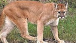Nicaragua: Un puma escapa de zoológico desatando alarma en Managua