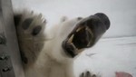 Un camarógrafo es atacado por un oso polar [VIDEO]