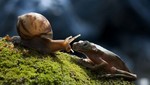 Un caracol transporta a un perezoso compañero sobre su concha [FOTOS]