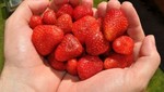 Mujeres que comen fresas tienen menor riesgo de sufir ataques cardíacos