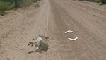 Google desmiente haber atropellado a un burro