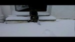 Un curioso y lindo gato conoce por primera vez la nieve [VIDEO]