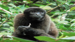 Alerta: Monos trasmiten nuevo virus a humanos