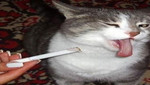 Video: Gato es un fumador empedernido