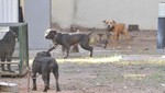 Delincuentes ahora secuestran perros