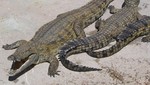 Unos 15 mil cocodrilos escapan de una granja en Sudáfrica