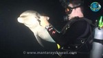 Delfín herido pide ayuda a equipo de buzos [VIDEO]