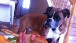Perro recibe cena antes de ser sacrificado por cáncer [VIDEO]