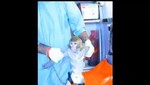 Irán envía con éxito un mono al espacio [VIDEO]