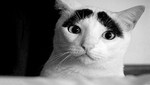 El gato con cejas revoluciona en lnstagram [FOTO]