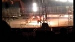 Un tigre mató a su domador durante una función de circo [VIDEO]