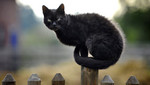 Investigadores de EE.UU acusan a los gatos de genocidio de ratones